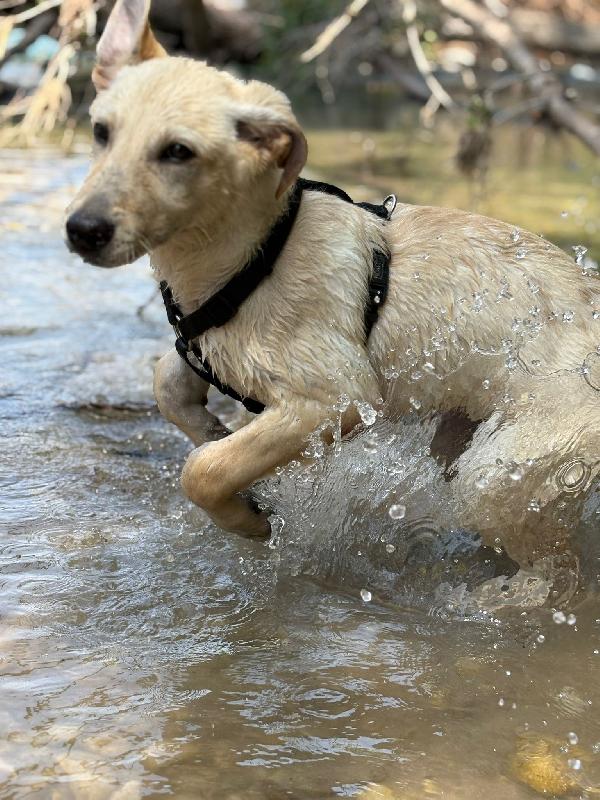 Ariel simil labrador cerca stallo o adozione  Foto 5